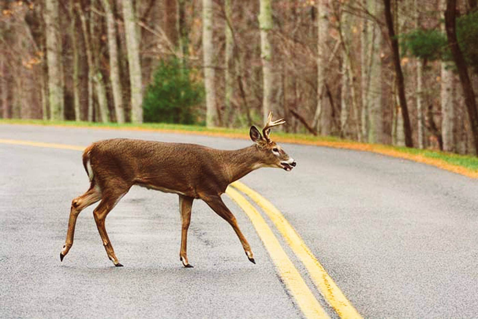 Deer on road