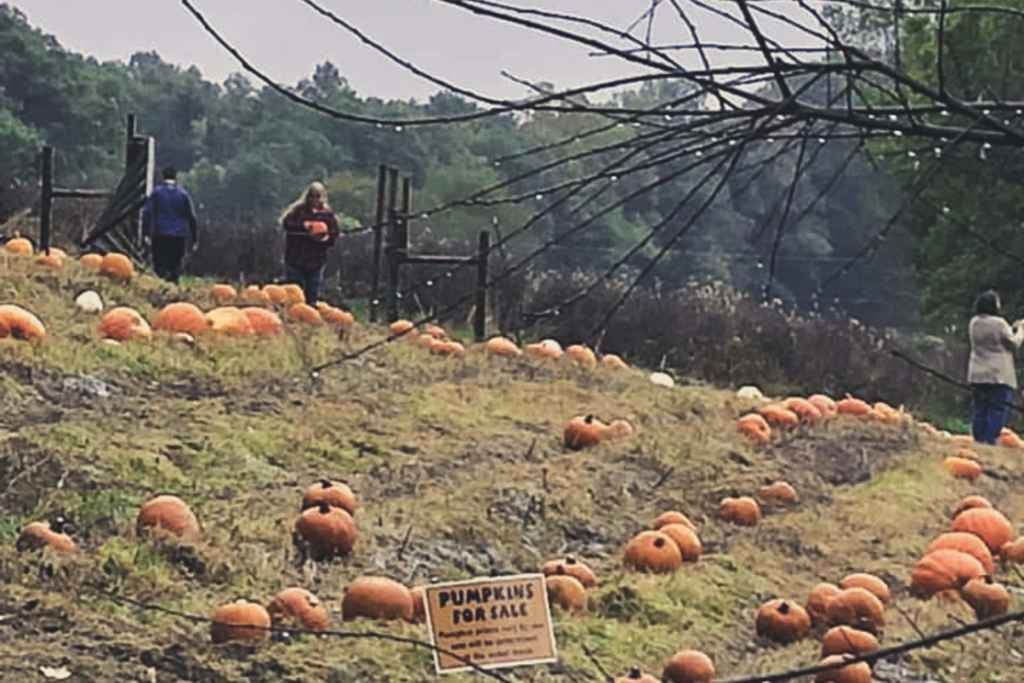 Halloween Pumpkins