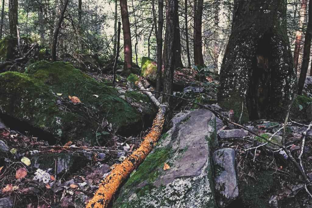 Hemlock Trail