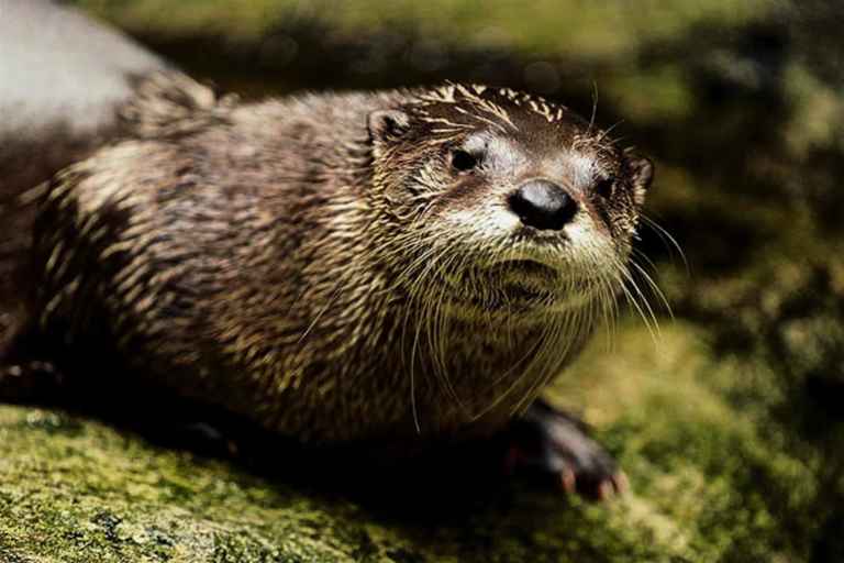 River otter