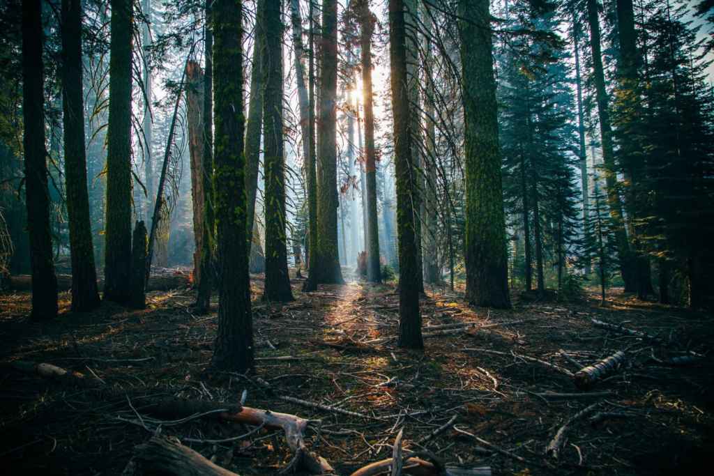 Forest
