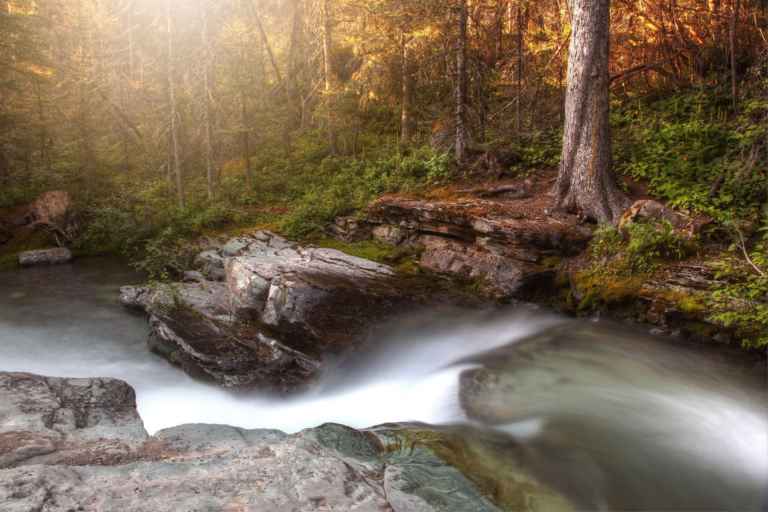 Creek in Forest