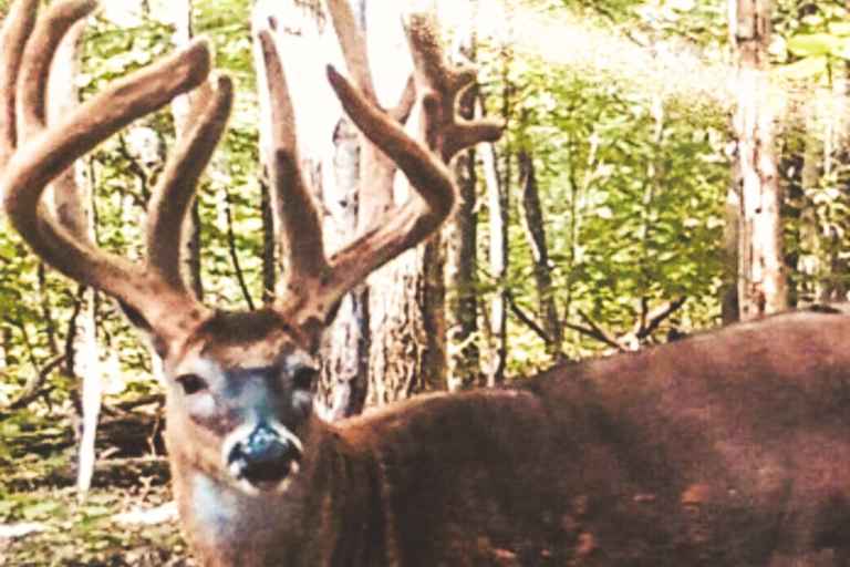 Buck