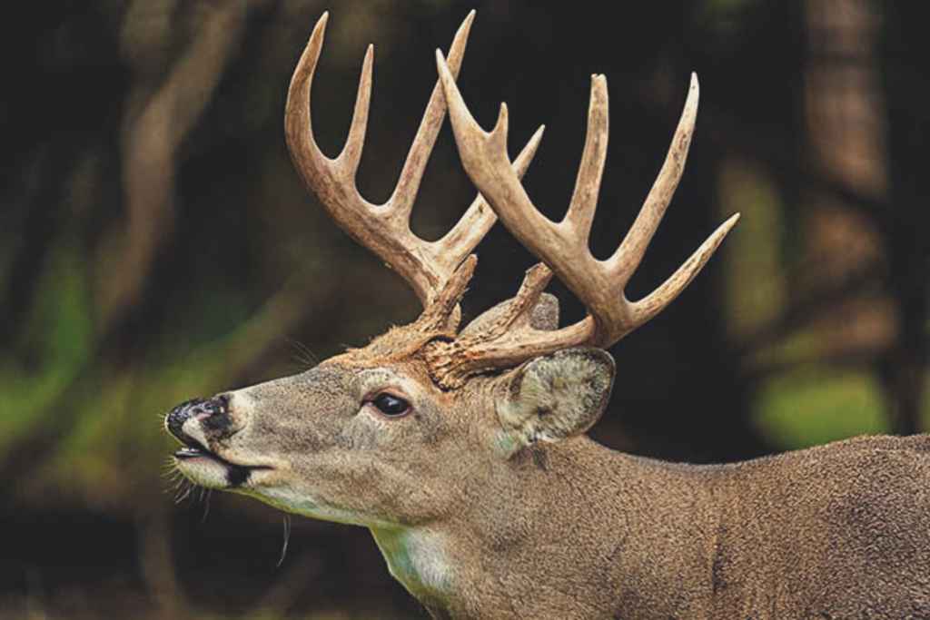 Buck white-tailed deer