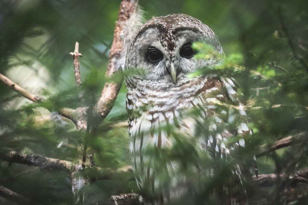 Wildlife Center