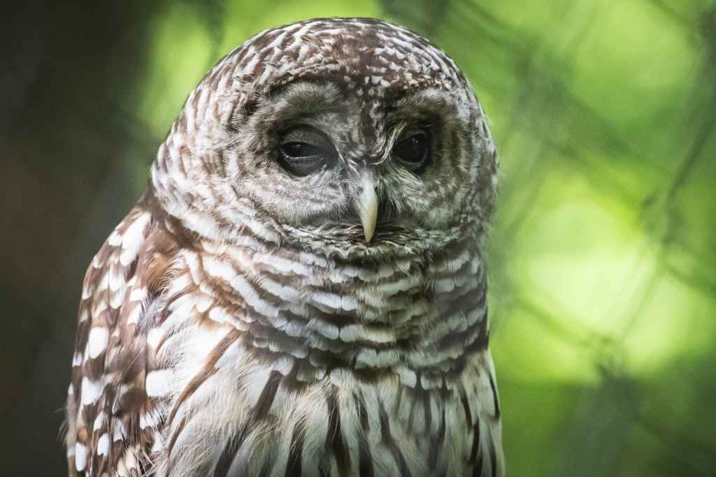 Wildlife Center