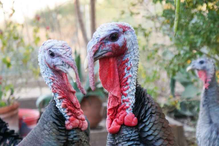 Turkey Tales