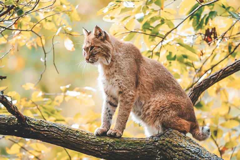 Bobcat