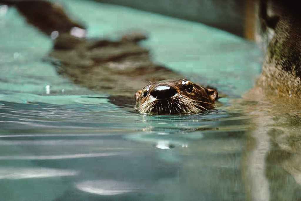 river otter 3