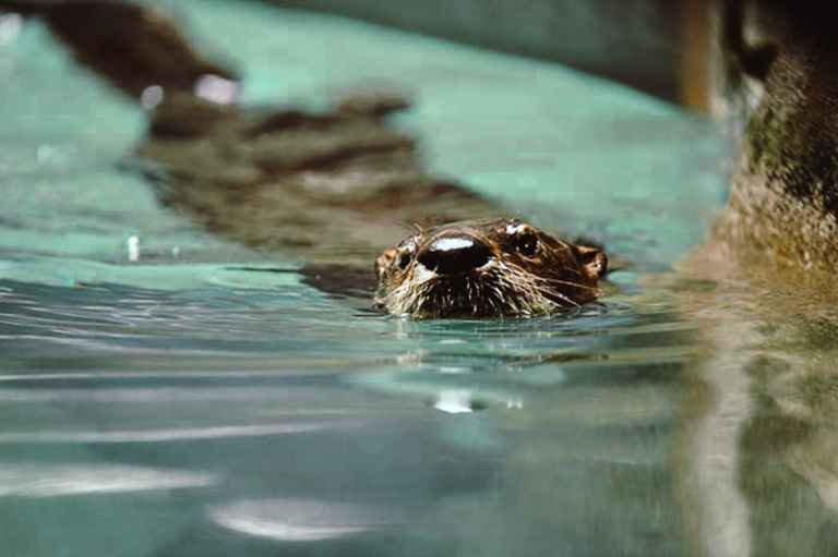 river otter 3