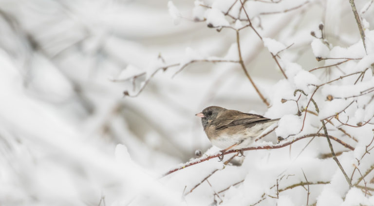 Cold Bird in Snow