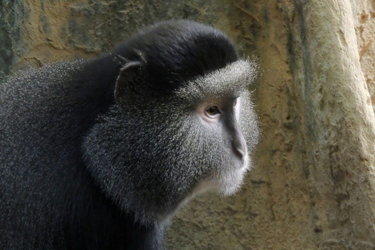 Sharon Boone Monkey Photo