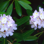 Rhododendron - West Virginia State Flower