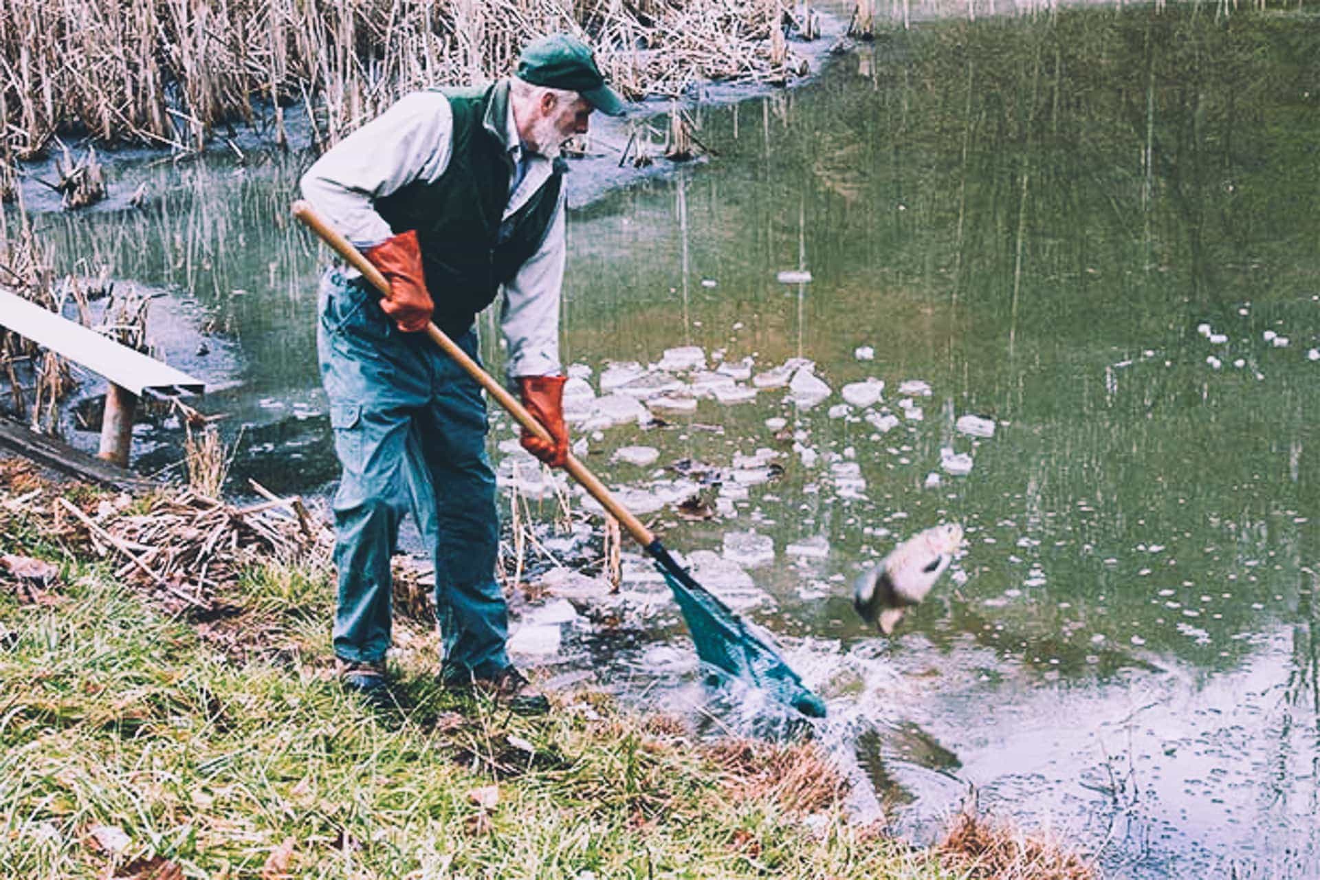 West Virginia Gold Rush: a history of the golden rainbow trout - WVDNR