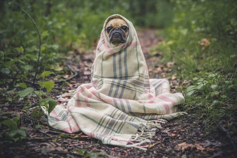 Cold dog in blanket