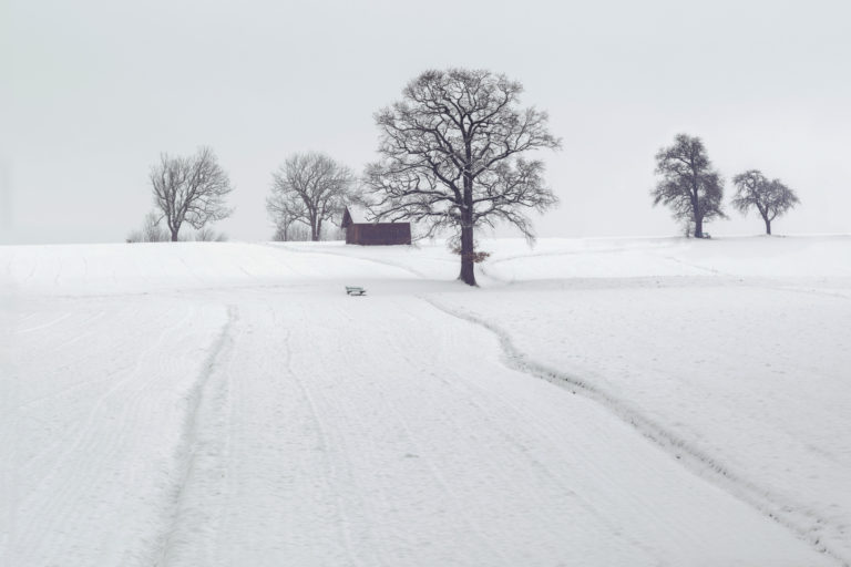 Snow Winter