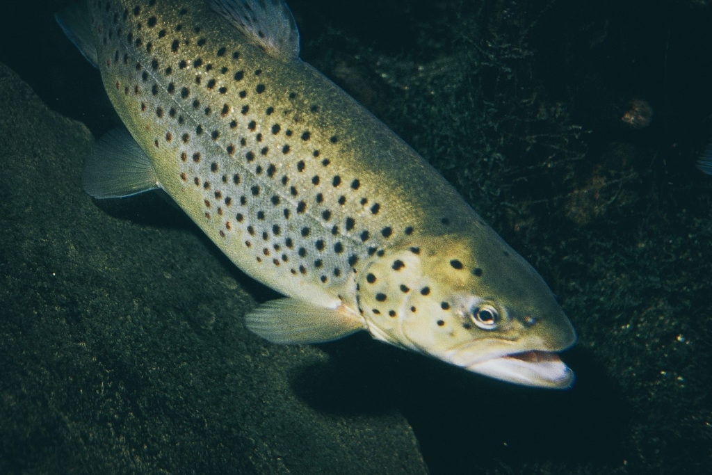 Trout