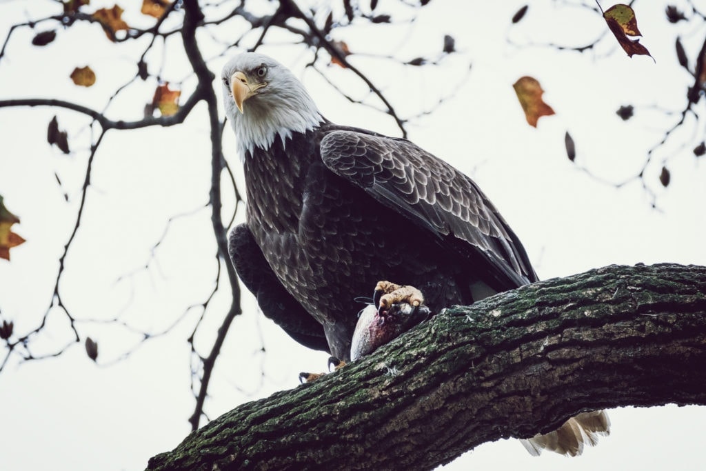 Bald Eagle