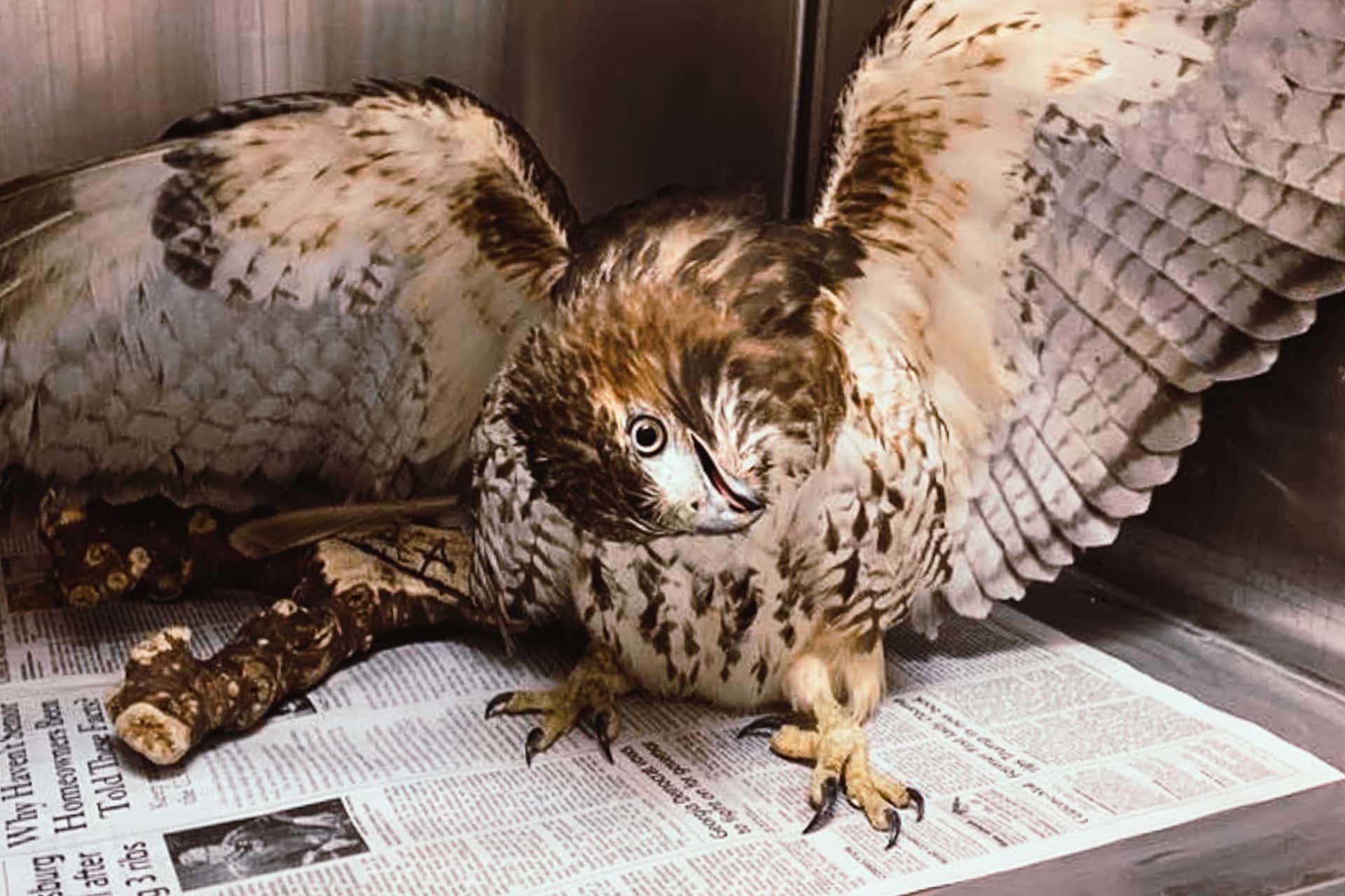 Dozens of birds of prey 'illegally shot, poisoned or trapped' in