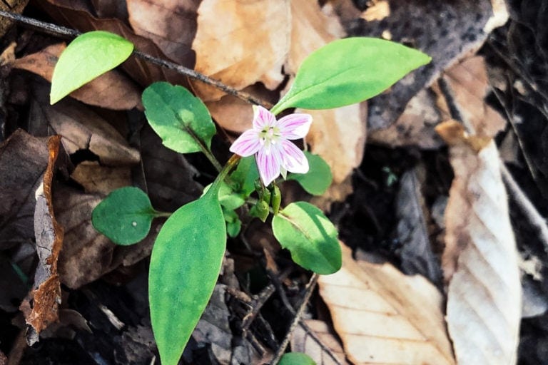 Spring Hikes