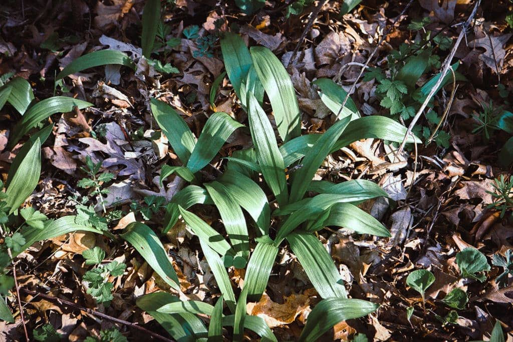 Ramps