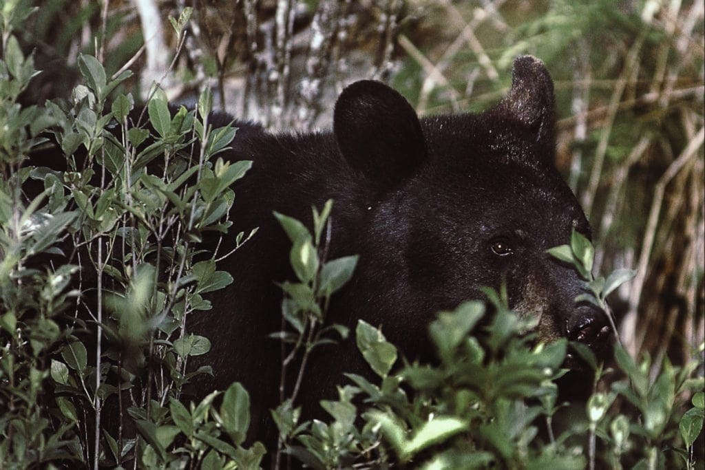 black bear