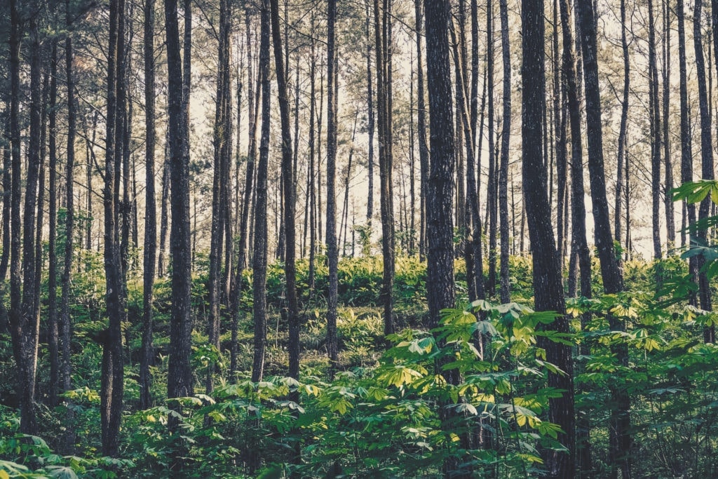Forest Trees