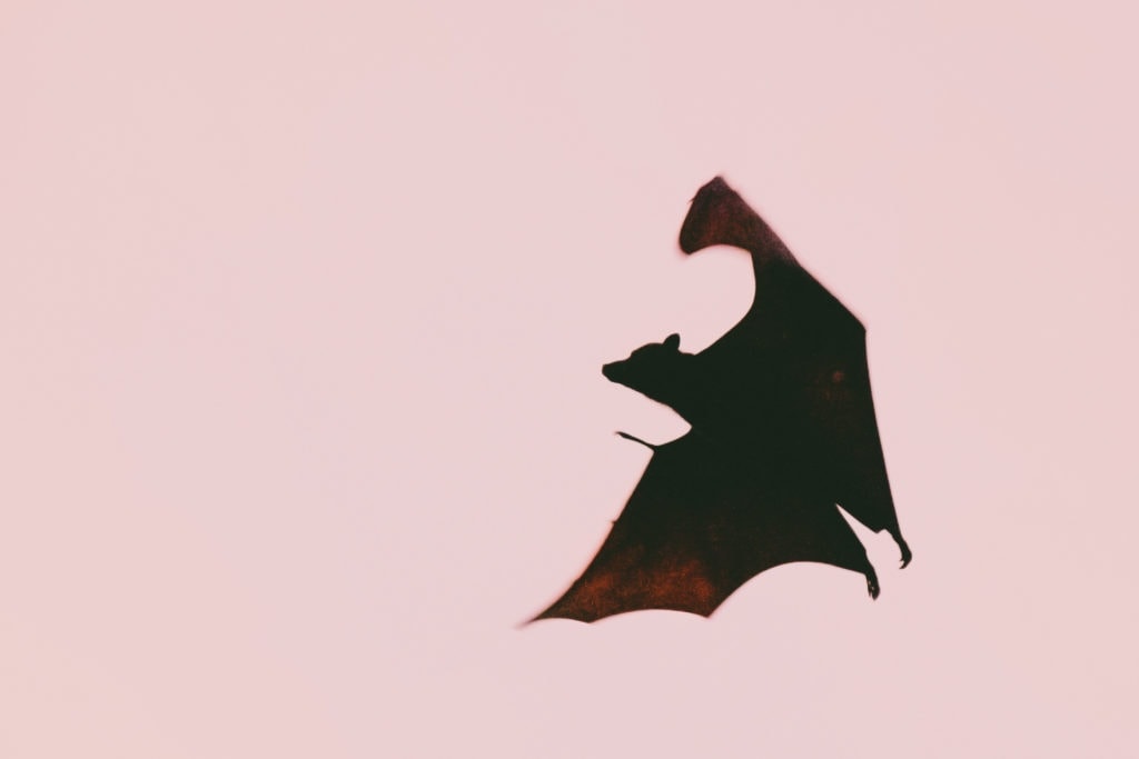 Bat Dracula