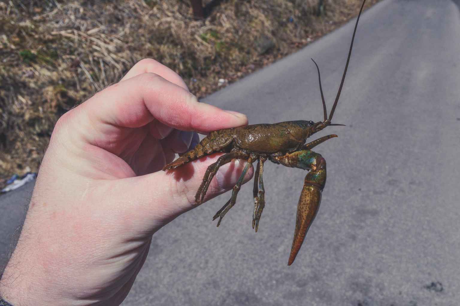 Crayfish in the creek and classroom Agencies, university team up to