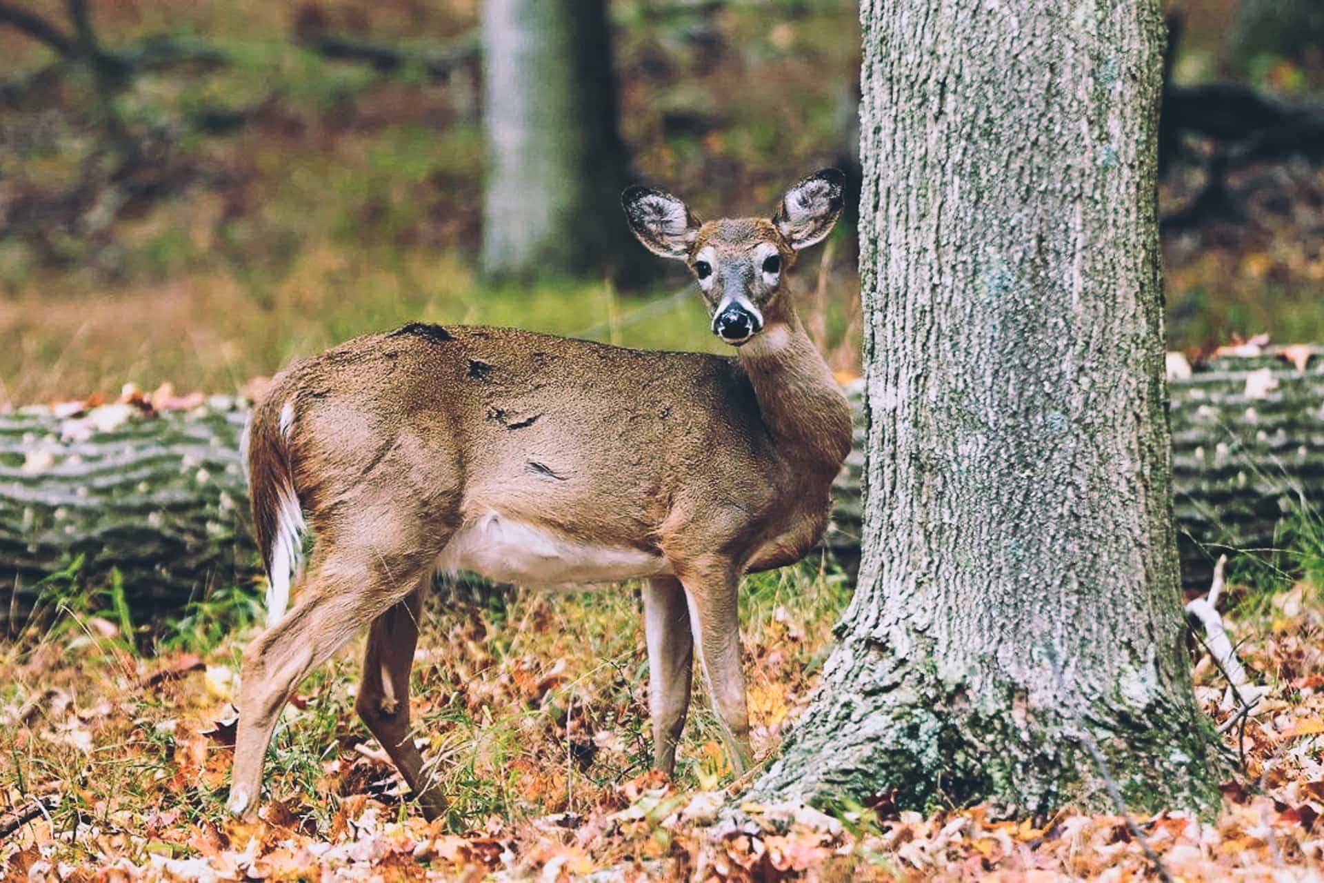 White-tailed deer. (Photo courtesy of the West Virginia Department of Commerce.)