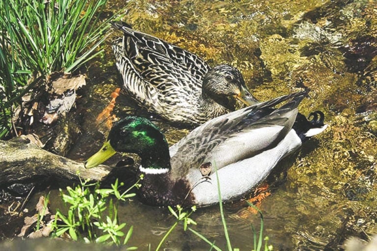 Male and female mallards. (Photo courtesy of the West Virginia Department of Commerce.)