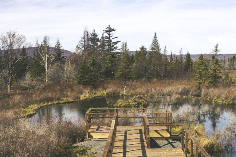 Boardwalk on Freeland trail, Canaan Valley National Wildlife Refuge