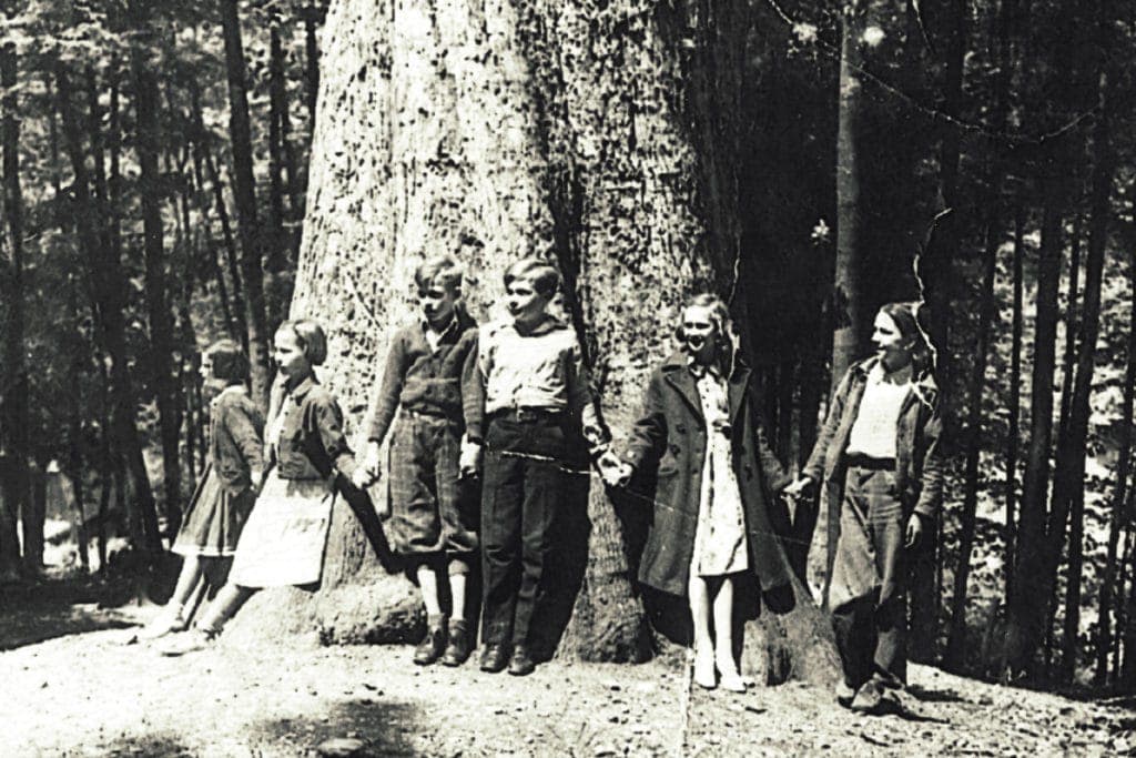 Mingo Oak