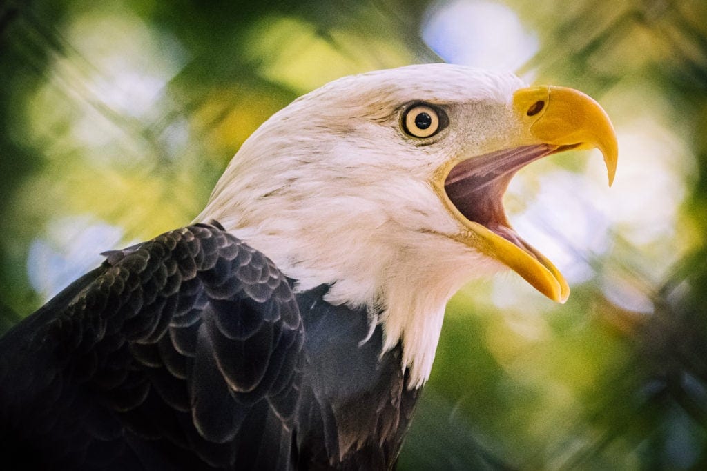 Bald Eagle