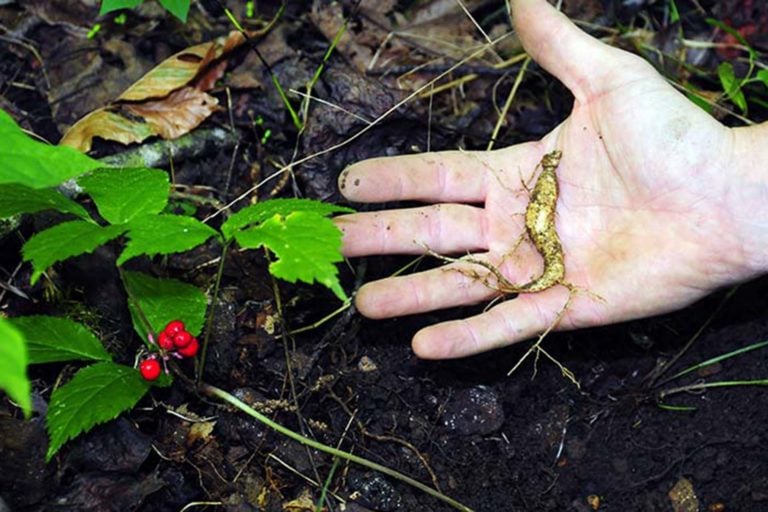 Wild ginseng survival threatened by poachers and out of season digging