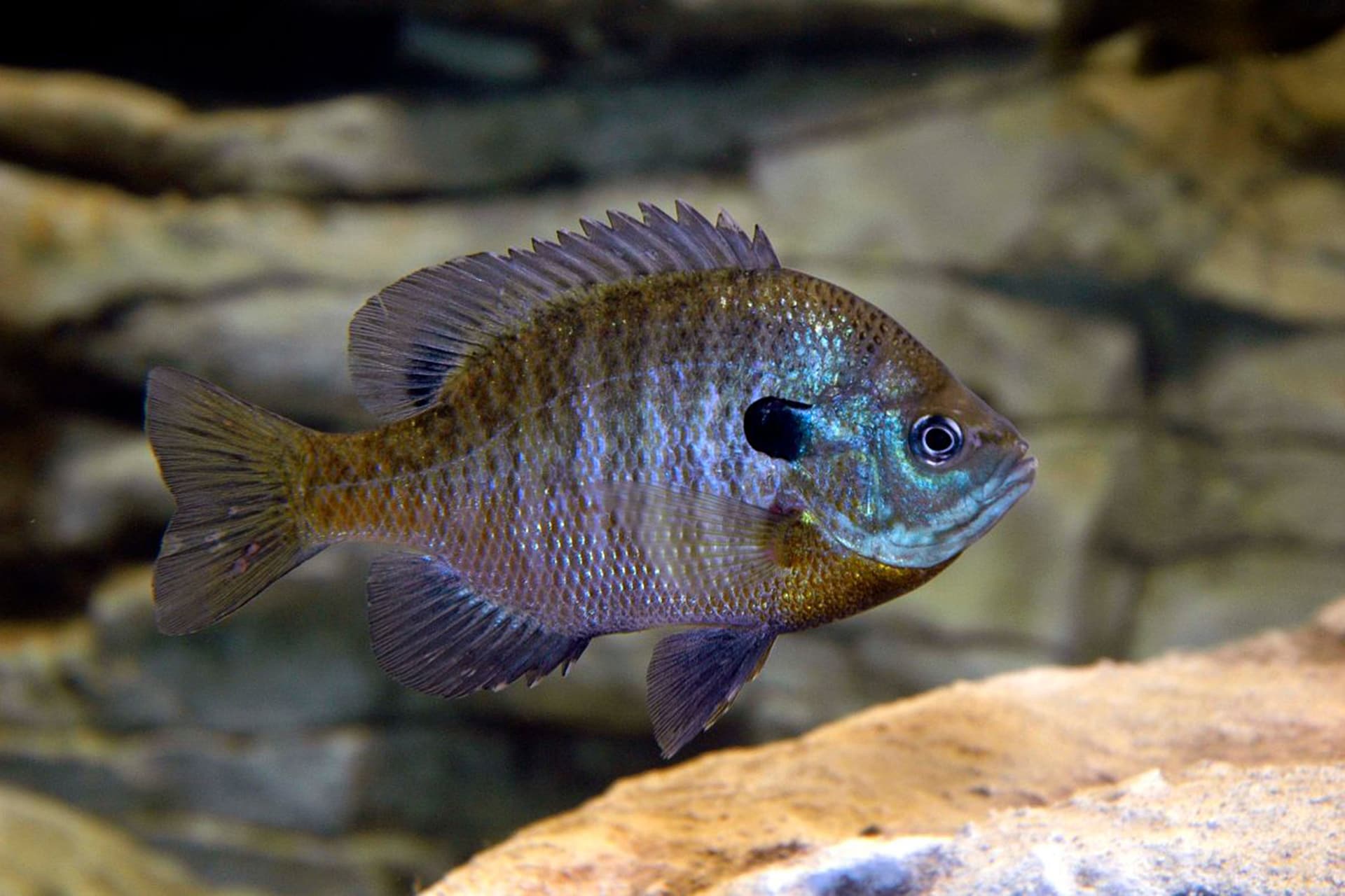 DNR researching ways to grow bigger bluegill in West Virginia lakes