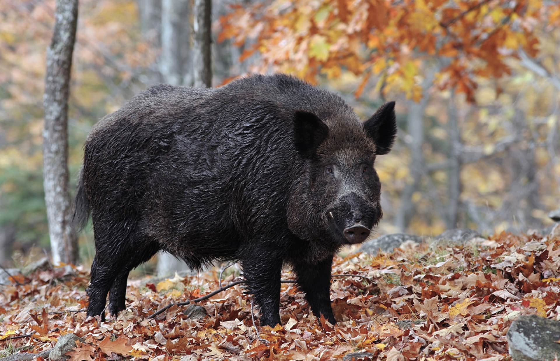 Wild boar, Virginia