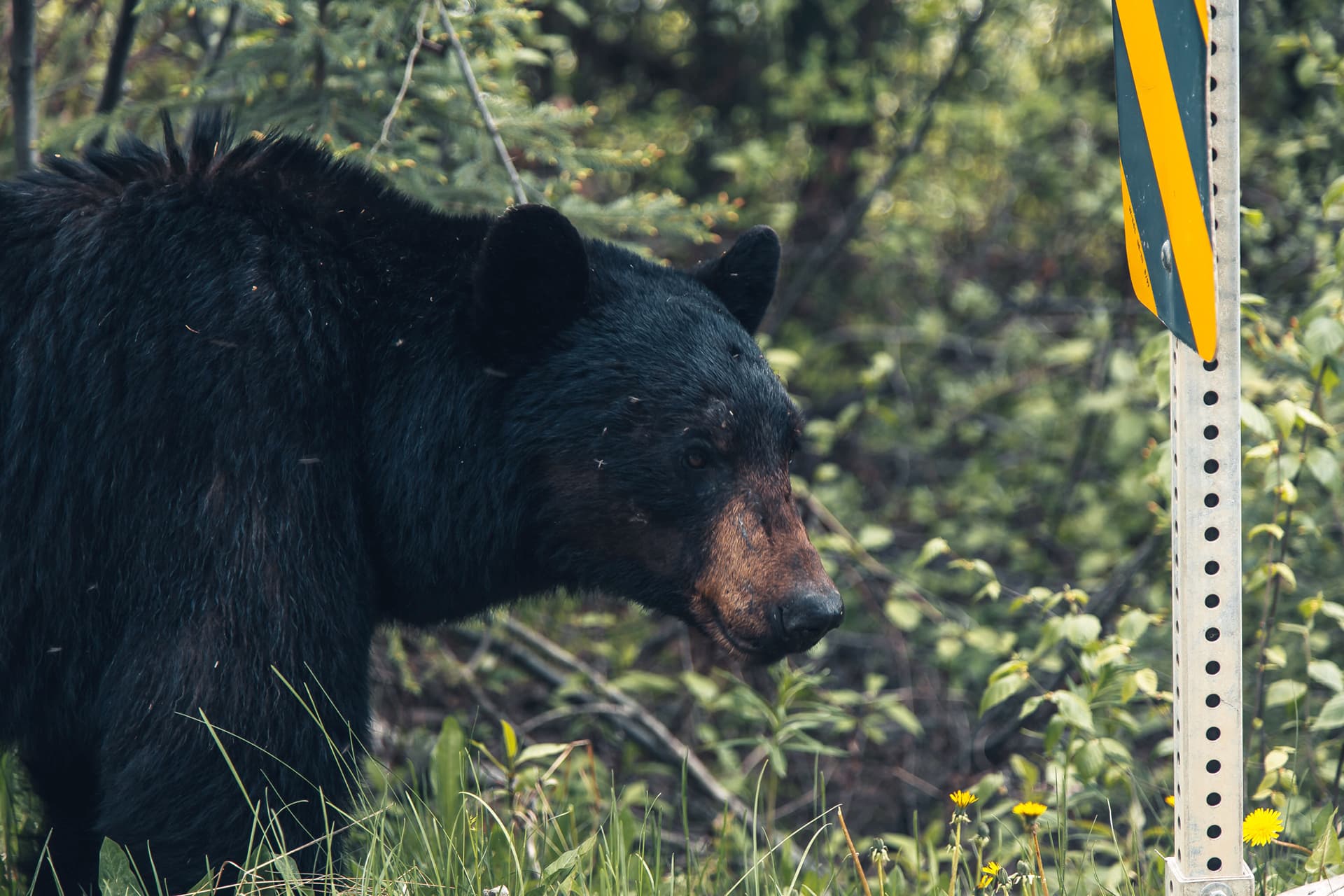 West Virginia’s concurrent bear hunting season opens Nov. 23