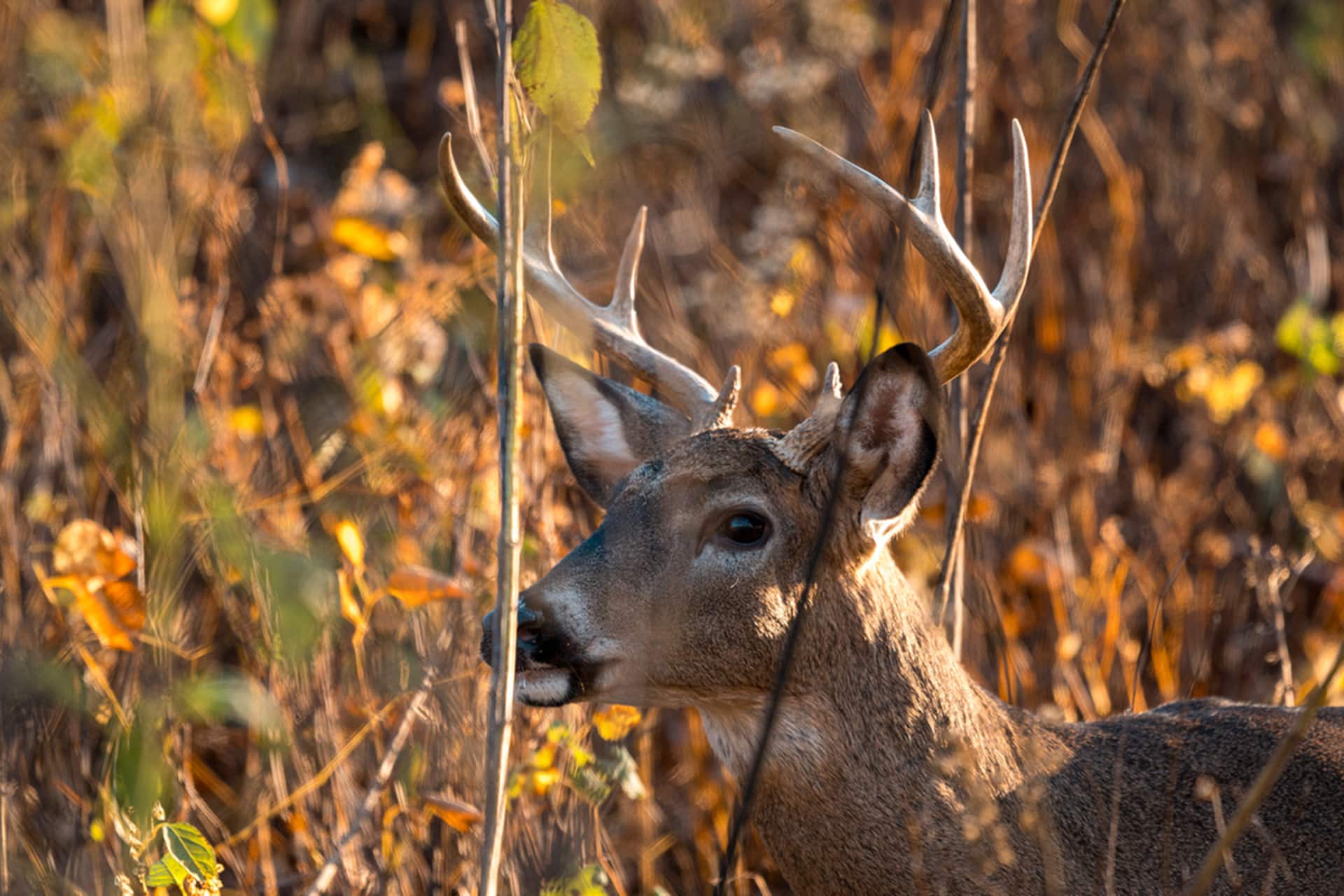 Hunters harvest 38,776 bucks during West Virginia buck firearms season