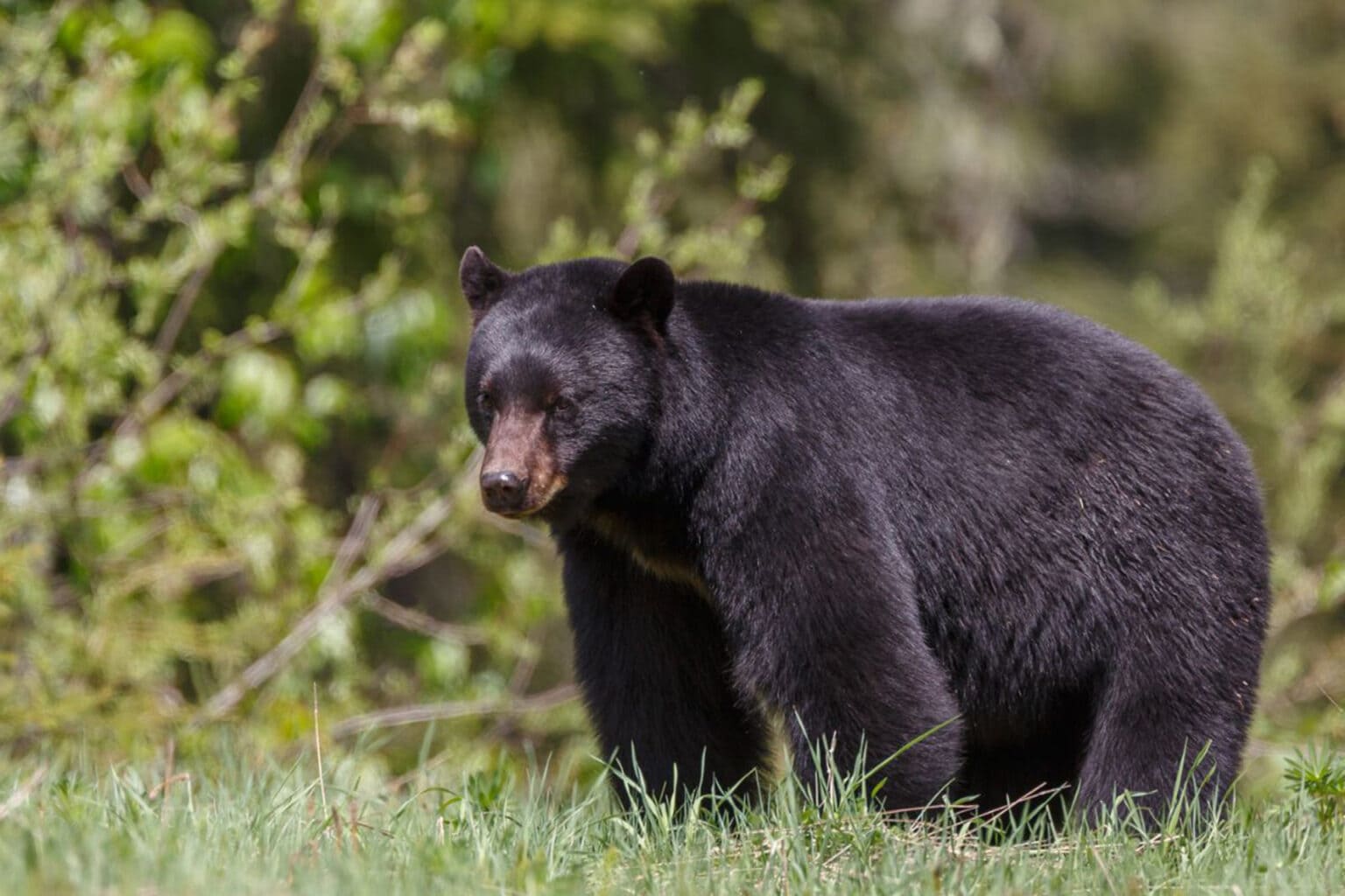 West Virginia hunters harvest record 3,541 black bears in 2020