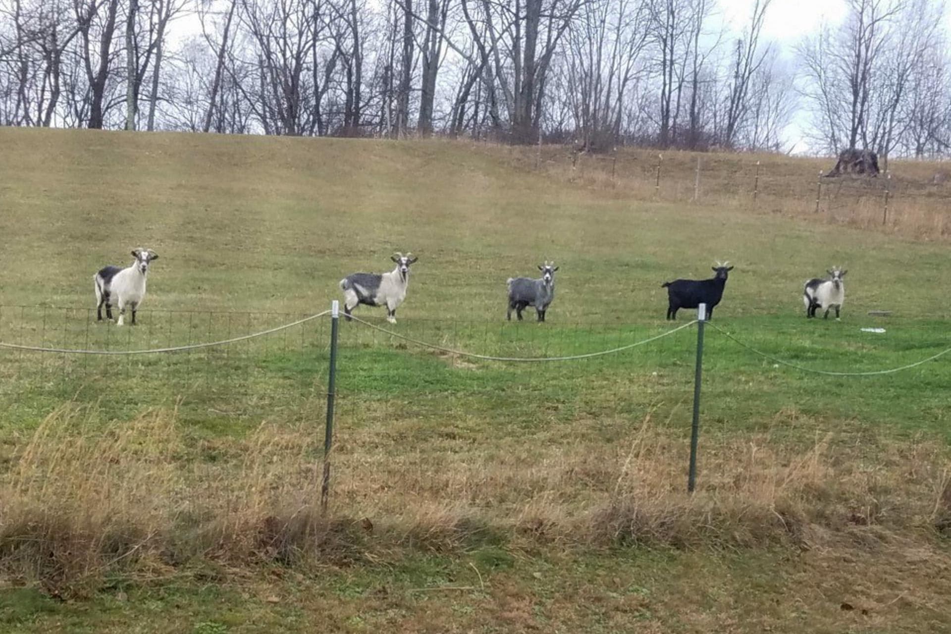 From Pygmy goats to garden insulation Everything you need to know