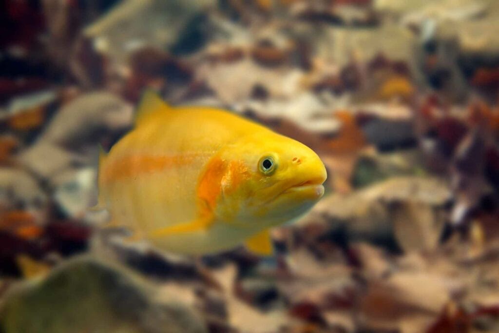 Golden Rainbow Trout