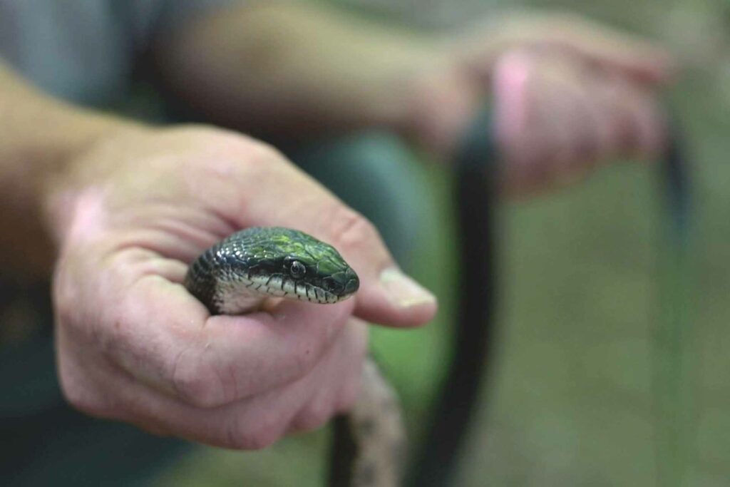 Snake