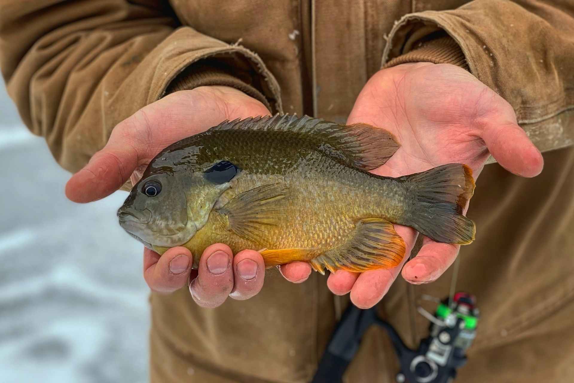 Summer Bluegills 