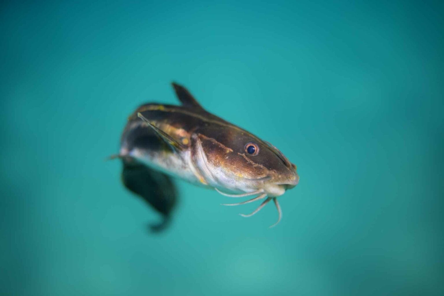 DNR announces trout & catfish stocking locations for week of May 31