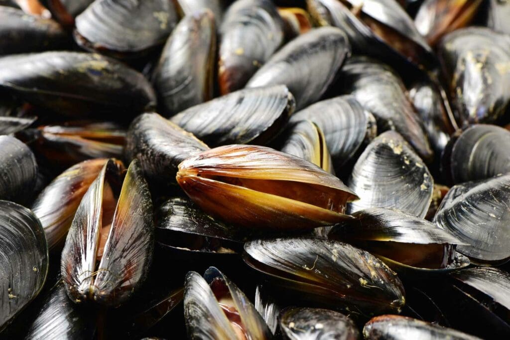 Mussels