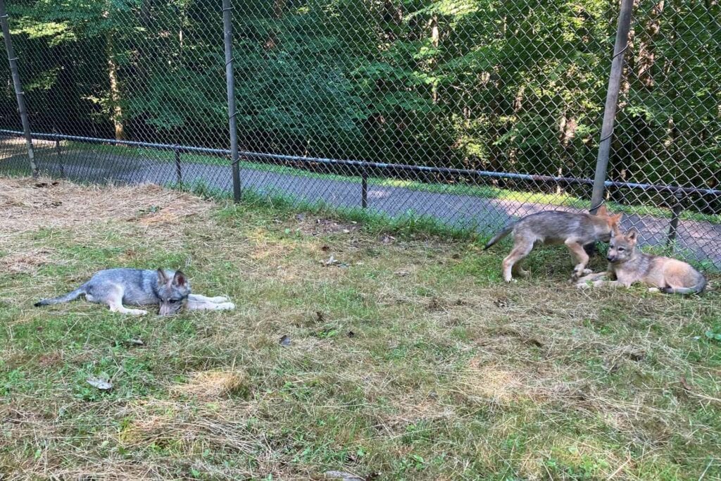 Wildlife Center Wolf Pups