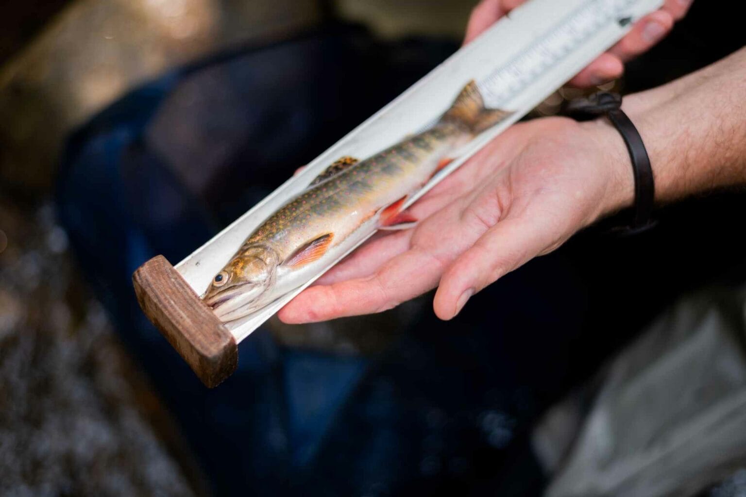 DNR project to restore native brook trout population continues