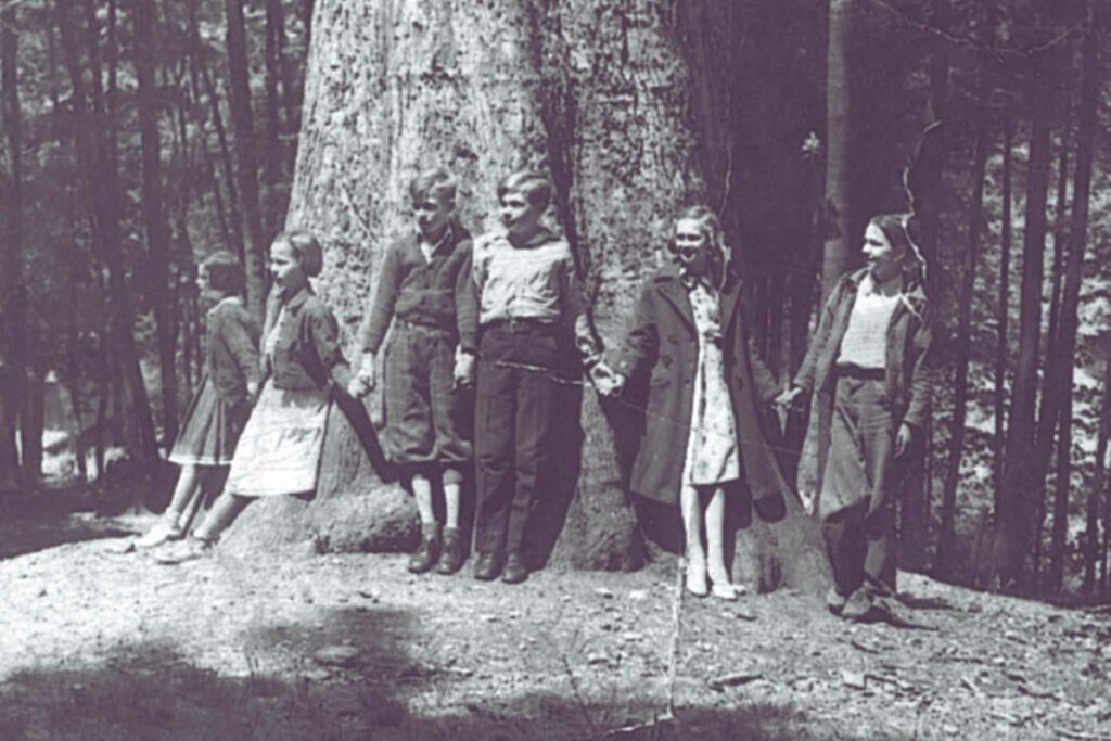 The Mingo Oak