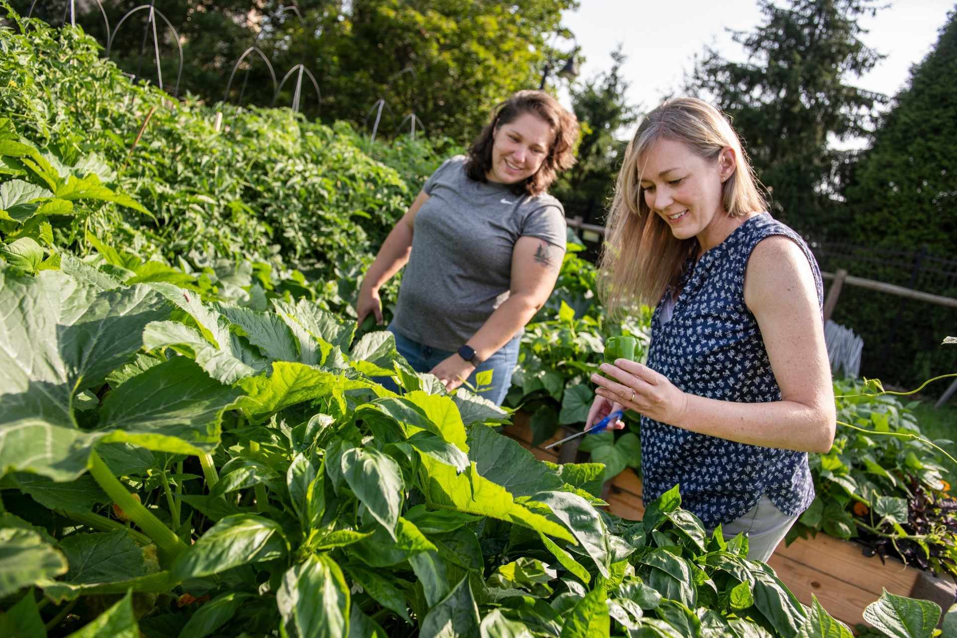 Nikki Byrne-Hoffman and Katrina Stewart harvest vegetables at the Campus Food Garden on the Evansdale Campus (WVU Photo/Brian Persinger)